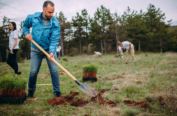 The man is planting conifers