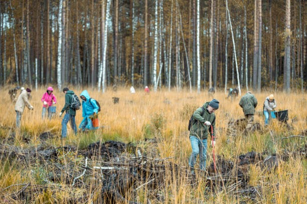 A group of people volunteers takes part to planting the pine seedlings. Volunteers restore forest that burned down a few years ago. Shooting at overcast autumn day