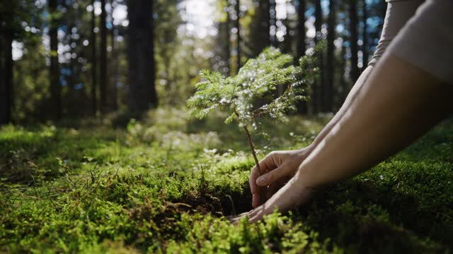 Shot of hands with sapling. Woman is planting in forest. She is exploring nature.