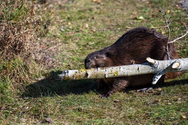 North American Beaver (Castor canadensis) carrying a tree branch to the water