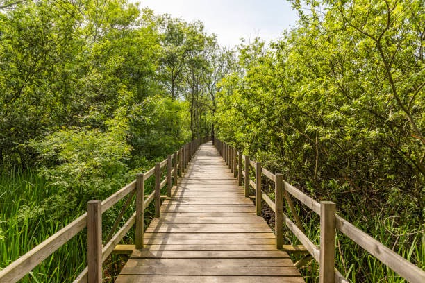 Acarlar Flood plain Forest  and wooden walking  (Turkish: Acarlar Golu Longozu) is a floodplain forest located in Karasu, Sakarya Province, Turkey.