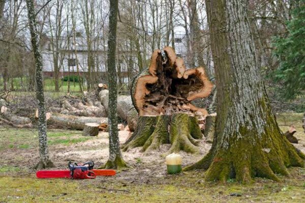 cut down hollow tree at a the spa park of Bath Tatzmannsdorf